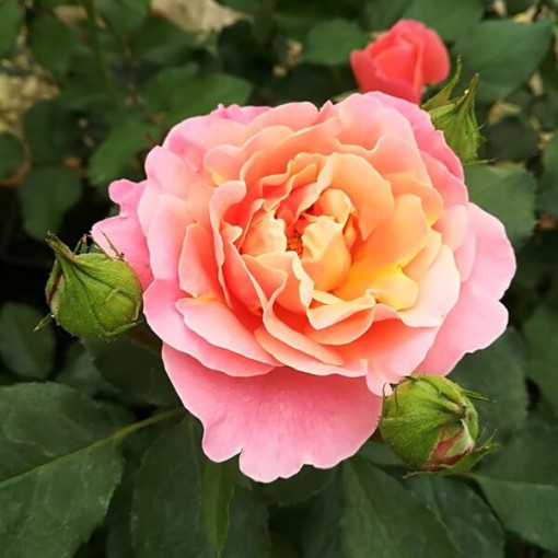 Large-flowered Rose 'Alojse' pot, 2l