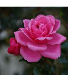 Shrub Rose 'Tanal' pot, 2l