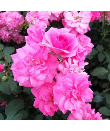 Shrub Rose 'Tanal' pot, 2l