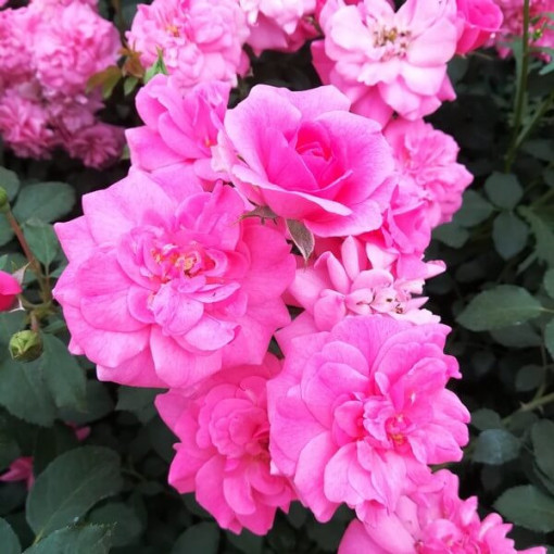 Shrub Rose 'Tanal' pot, 2l