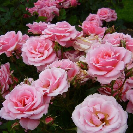 Shrub Rose 'Tanal' pot, 2l