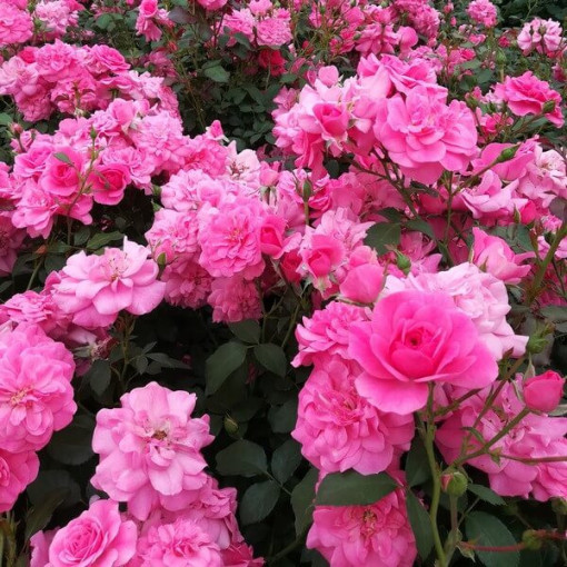 Shrub Rose 'Tanal' pot, 2l