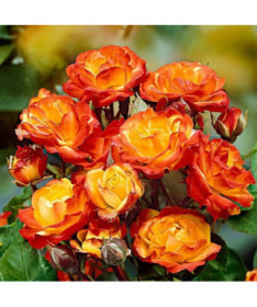 Shrub Rose 'Rumba' 2l