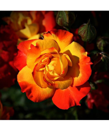 Shrub Rose 'Rumba' 2l