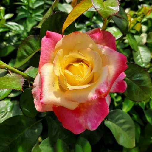 Shrub Rose 'Rumba' 2l