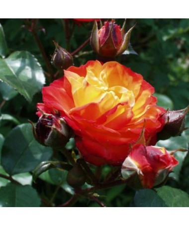 Shrub Rose 'Rumba' pot, 4l