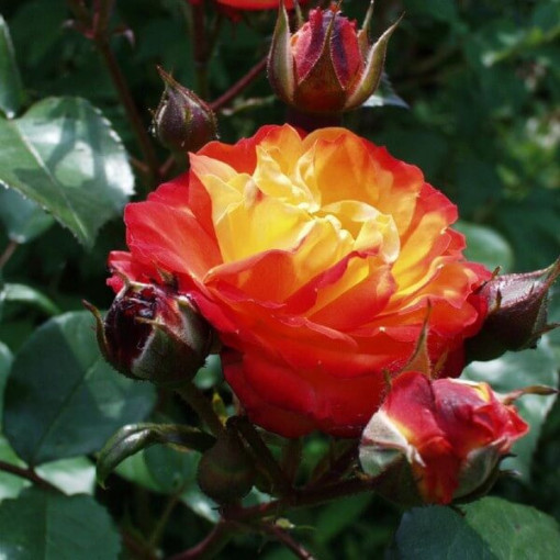 Shrub Rose 'Rumba' pot, 4l