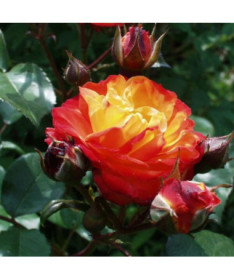 Shrub Rose 'Rumba' pot, 4l