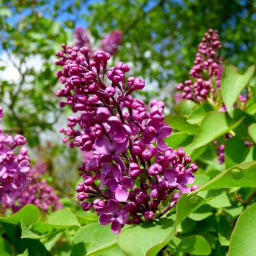 Set of 3 pcs - Lilacs in pot P9/C1