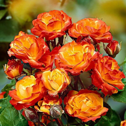 Shrub Rose 'Rumba' pot, 4l