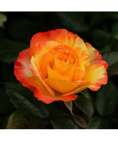 Climbing Rose 'Orange Sensation' 2l