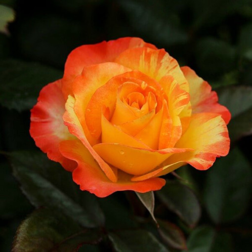Climbing Rose 'Orange Sensation' 2l