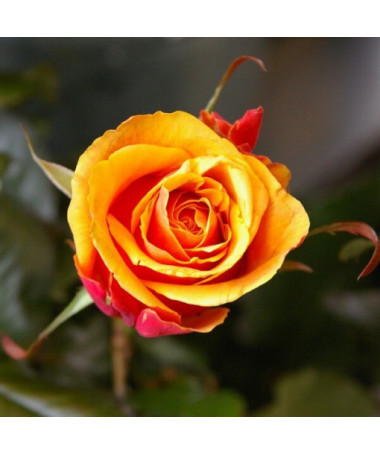 Climbing Rose 'Orange Sensation' 2l