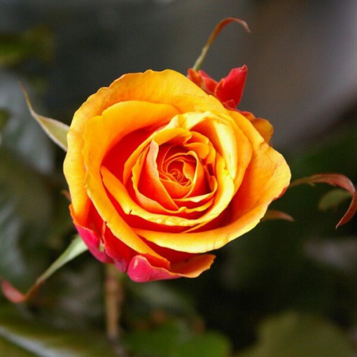 Climbing Rose 'Orange Sensation' 2l