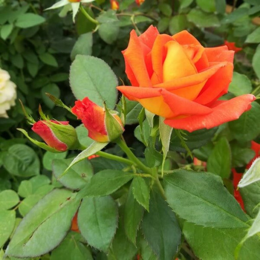 Climbing Rose 'Orange Sensation' 2l