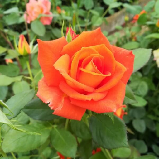 Climbing Rose 'Orange Sensation' 2l