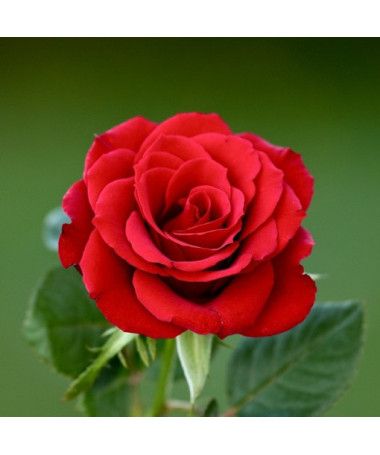 Climbing Rose 'Nina Weibull' pot, 2L