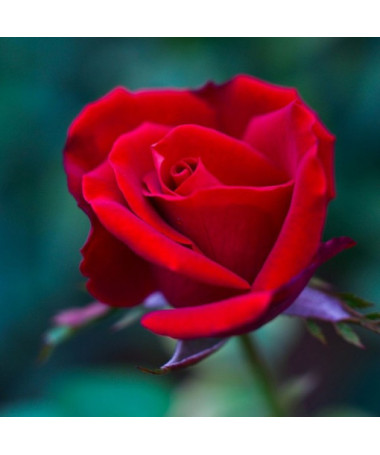 Climbing Rose 'Nina Weibull' pot, 2L