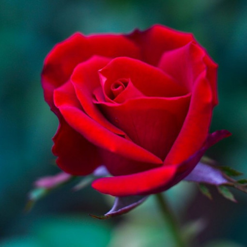 Climbing Rose 'Nina Weibull' pot, 2L