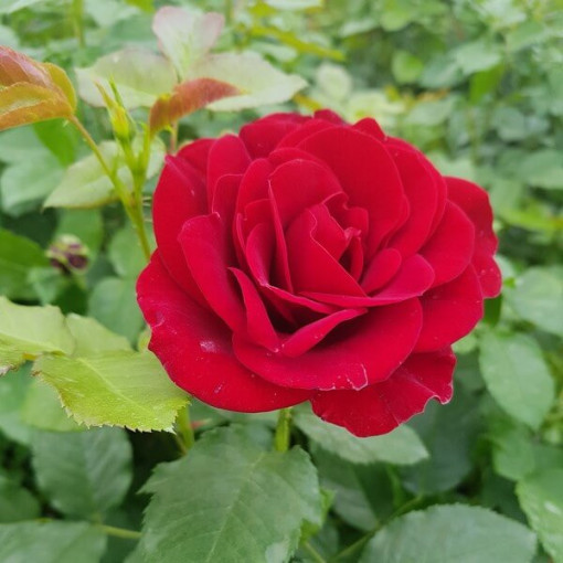 Climbing Rose 'Nina Weibull' pot, 2L