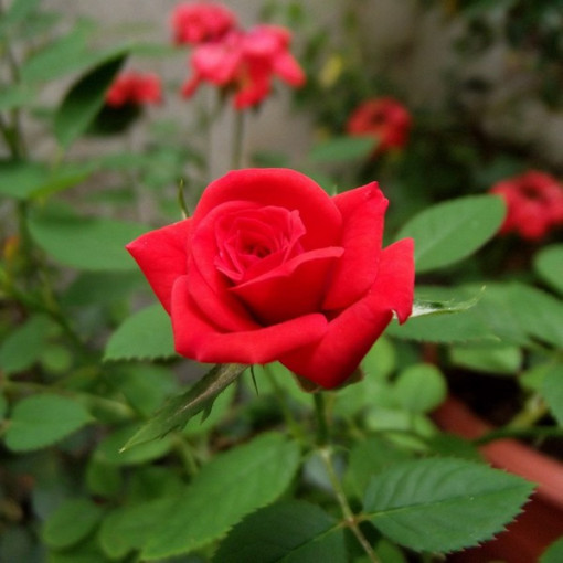 Climbing Rose 'Nina Weibull' pot, 2L