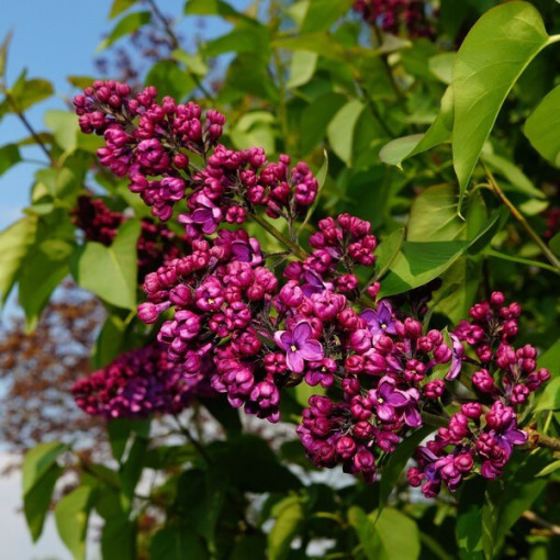 Set of 3 pcs - Lilacs in pot P9/C1