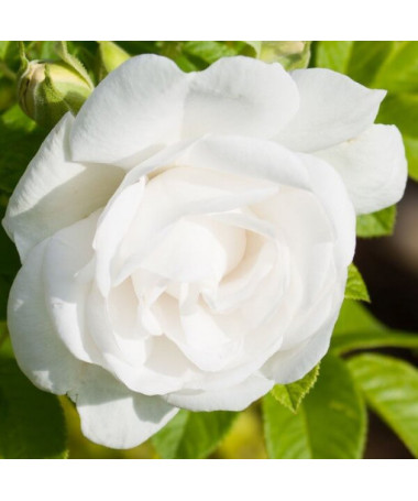 Shrub Rose 'Kristall' 2l