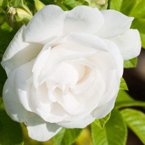 Shrub Rose 'Kristall' 2l
