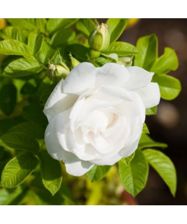 Shrub Rose 'Kristall' 2l