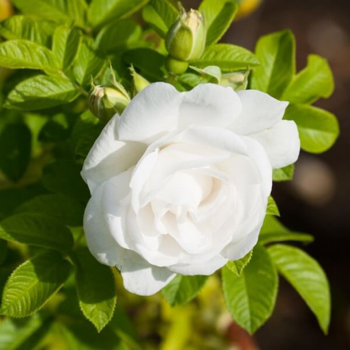 Shrub Rose 'Kristall' 2l