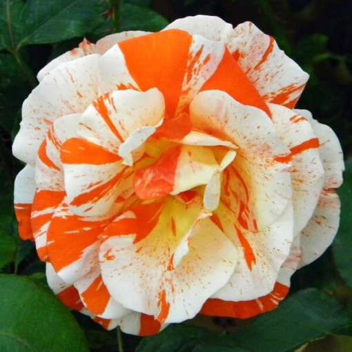 Flowerbed rose 'Hanky Panky' 2l