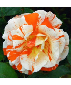 Flowerbed rose 'Hanky Panky' 2l