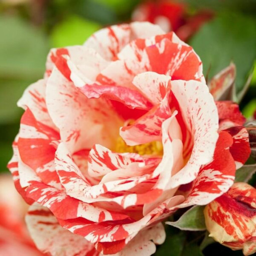 Flowerbed rose 'Hanky Panky' 2l