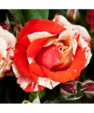 Flowerbed rose 'Hanky Panky', 4l pot