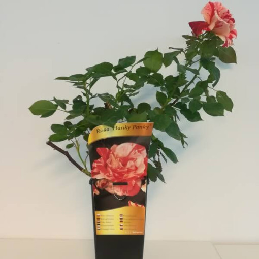 Flowerbed rose 'Hanky Panky', 4l pot