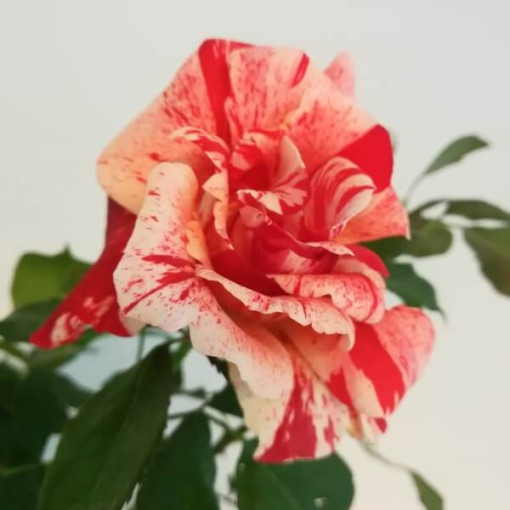 Flowerbed rose 'Hanky Panky', 4l pot
