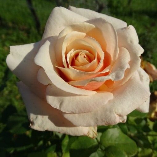 Flowerbed rose 'Apricot Nectar', 4l pot