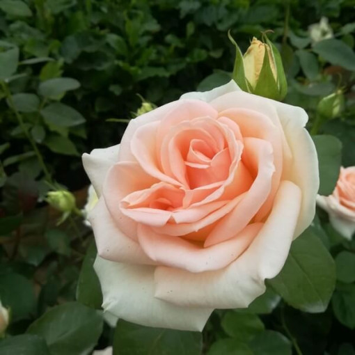 Flowerbed rose 'Apricot Nectar', 4l pot