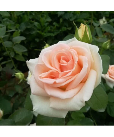 Flowerbed rose 'Apricot Nectar' 2l