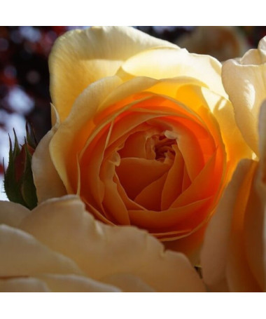 Flowerbed rose 'Apricot Nectar' 2l