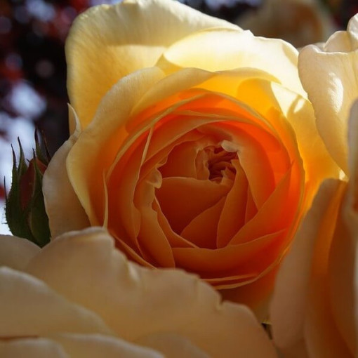 Flowerbed rose 'Apricot Nectar' 2l