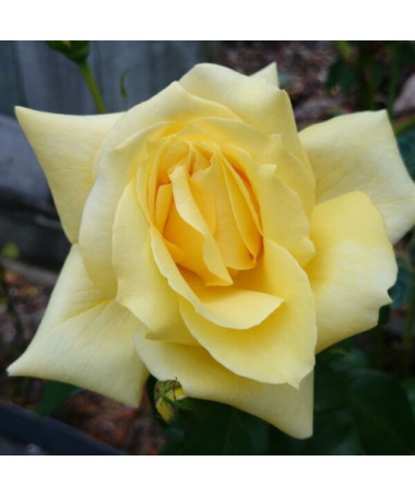 Flowerbed rose 'Allgold' 2l