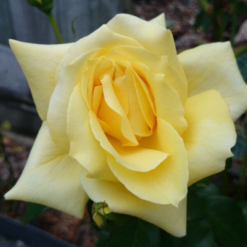 Flowerbed rose 'Allgold' 2l