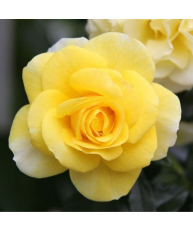 Flowerbed rose 'Allgold' 2l