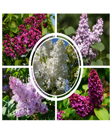 Set of 4 pcs - Lilacs in pot P9/C1