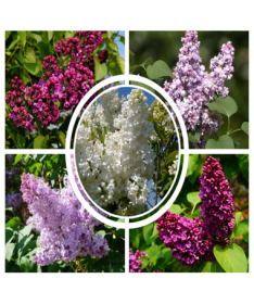 Set of 4 pcs - Lilacs in pot P9/C1