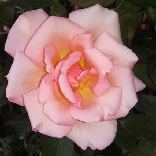 Climbing Rose 'Sweet Velvet' pot, 2l