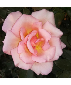 Climbing Rose 'Sweet Velvet' pot, 2l