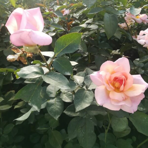 Climbing Rose 'Sweet Velvet' pot, 2l