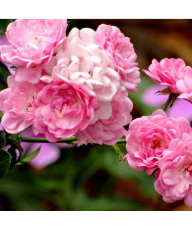 Climbing Rose 'Pink Cloud' 2l